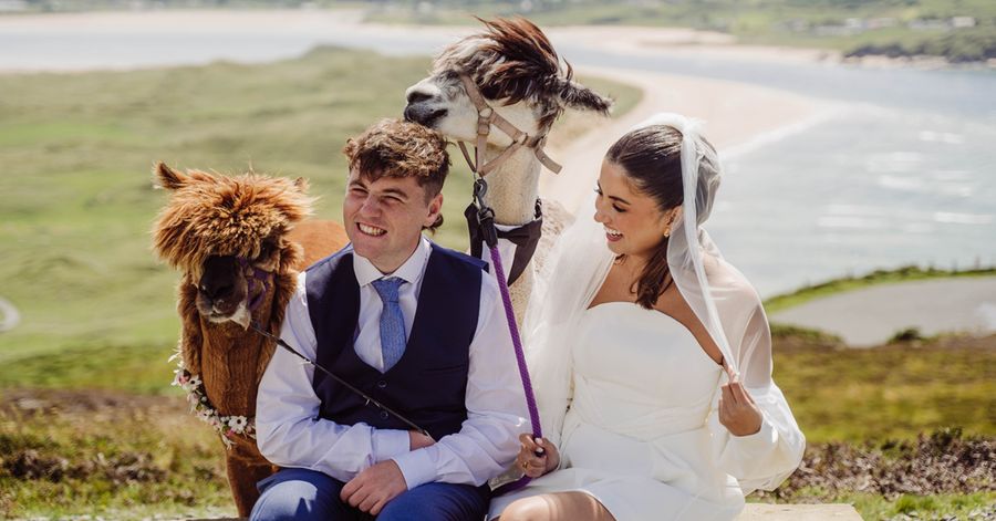 A bride and groom laugh as two alpacas nuzzle in beside them, with the beach far below